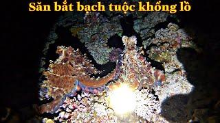 Diving to hunt giant octopus on Hoang Sa archipelago