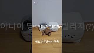 고양이가 제일 좋아하는 간식은? #고양이 #간식 #네모난 김냥이