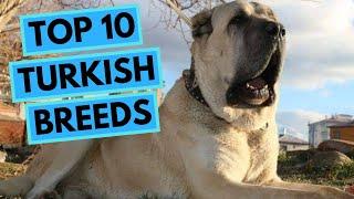 TOP 10 Turkish Dog Breeds