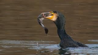 Kormoran  und  Wels ( Catfish )