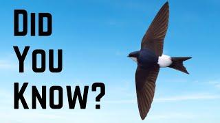 Things you need to know about HOUSE MARTINS