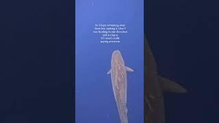 Sharks aren’t really interested in humans  #Sharks #Sharks #Education #Science #A