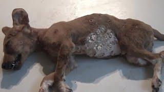 Removing Monster Mango worms From Helpless Dog! Animal Rescue Video 2022 #67