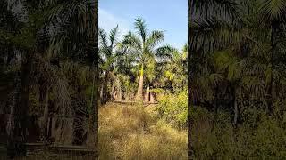 shortvideo#viralshort#youtube#short