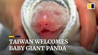 Giant panda Yuan Yuan gives birth to a second daughter in Taiwan