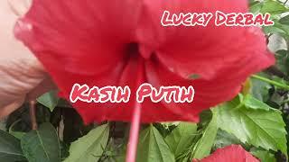 KASIH PUTIH - GLEN FREDLY COVER BY LUCKY DERBAL