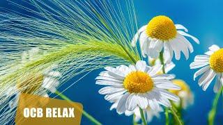 12 Relaxing Piano Pieces by Ocb Relax Music (4K)