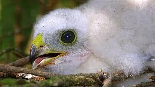 Karvaly (Accipiter nisus) - dunakanyari hangulatok 2019-ből