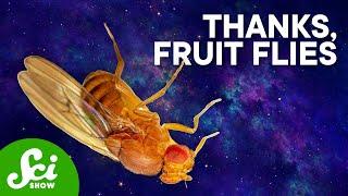 The Weirdest Things We've Done to Fruit Flies | Compilation