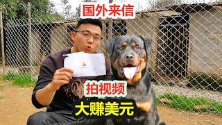 拍猛犬视频收到国外来信，狗语者老汤开始赚美元了