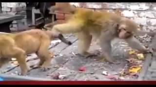 Monkey harasses puppy, pulls tail in humour - hilarious sequence