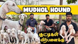 Mudhol Hound Dogs for Sale | Coimbatore | Puppies for sale