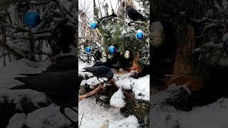 Jackdaws - Галки BLACK LIVES MATTER!  #birds #зима