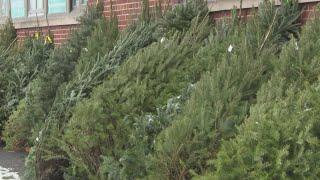 Free Christmas trees in Ken-Ton