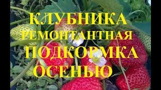 Клубника ремонтантная подкормка осенью во время плодоношения