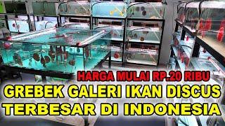 Grebek & Cek Harga Galeri Ikan Discus Terbesar Di Indonesia