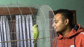 Funny talking Parrot And She Is Angry