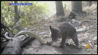 Wildlife Photographer Captures Dramatic Scenes From Angeles National Forest