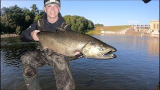 EARLY | Michigan SALMON run 2024 | Tippy-Dam