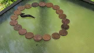 SLUG vs. COPPER PENNIES.