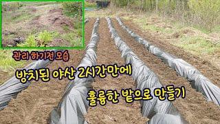 방치된 야산 100평 밭으로 개간 하는데 2시간 !!  Making a field