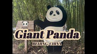 Giant Pandas in Beijing: The Cutest Animals You’ll Ever See!  #panda