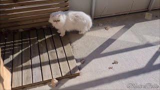 Pika in Spring  Silver shaded Persian cat