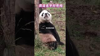 #国宝熊猫 熊猫界花泽~乐 快笑鼠了姨姨们