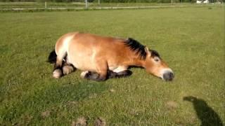 Caballos durmiendo roncan extremadamente fuerte