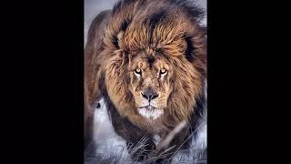 Have the personality of a lion subliminal//frequency//