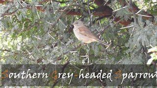 Southern Grey-headed Sparrow (Passer diffusus) Bird Call & Video, Millstream | Stories Of The Kruger