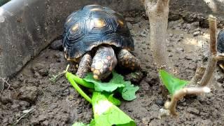 紅腿象龜進食ing~red foot tortoise│猩巴達