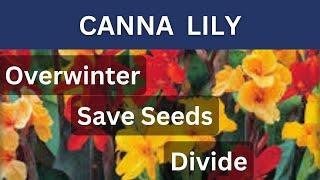 How To Overwinter Canna Lilies | Divide & Collect Canna Lily Seeds