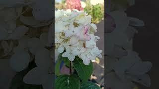 Гортензия метельчатая/ Hydrangea paniculata Fire light.