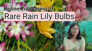 Online Purchasing of Rare Rain Lily Bulbs @GardenKnowledgeHub