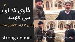 the strangest in the world-funny videos- (Iran)  -عجایب جهان -  گاو با وفا- اصفهان