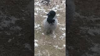 Ворона Пытливый Глаз позирует / Hooded crow Prying Eye poses on camera