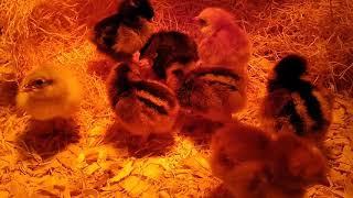 Suburban chicks- arrival day