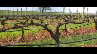 Pruning Grapes: The Kniffen System