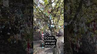 Tradition Of The Pacifier Tree #children #childhood #tradition