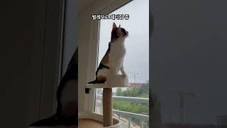 #고양이 #채터링 #냥펀치 #대답냥 #냥아치 #고양이일상 #벼리 #cat #삼색이고양이