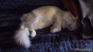 Pika 6 months old  Silver shaded Persian cat