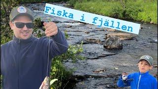 Fiskar öring i fjällen