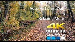 Walk in the forest in Autumn | Trnava (Kamenny mlyn) Slovakia | Relax music | 4K