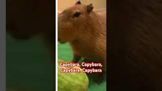 The Capybara Song