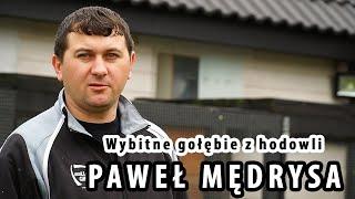 WYBITNE GOŁĘBIE Z HODOWLI PAWEŁ MĘDRYSA