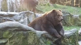 Der Europäische Braunbär #Bär #Braunbär #Grizzly # YogiBär #Bear