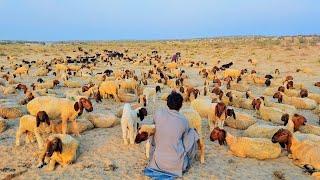 Too Many Goats   and Sheeps   in Desert Rohi cholistan primitive life