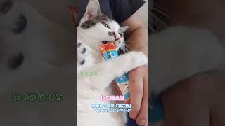 #くぅちゃんクッキング#炊飯器#簡単#猫ご飯#手作り猫ご飯#野良猫#猫#保護猫#ペット#犬#らーめん#塩らーめん#味噌ラーメン#喜多方ラーメン#炒飯#チャーシュー#餃子#カシスオレンジ#みれい