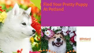 ️ April Showers Bring Stunning May Flowers At Petland St. Louis 